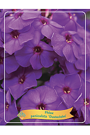 Phlox paniculata Dusterlohe Ø11