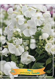 Phlox paniculata Danielle Ø11
