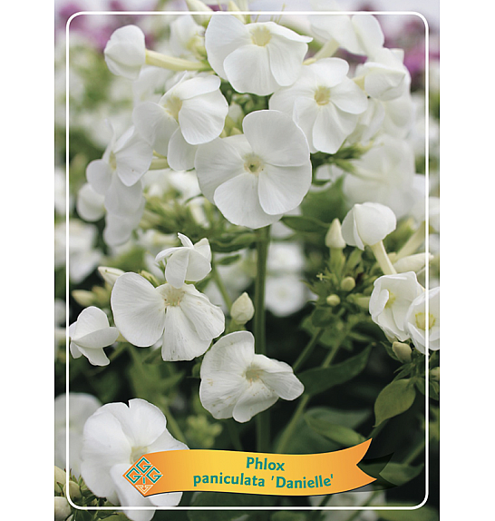 Phlox paniculata Danielle Ø11