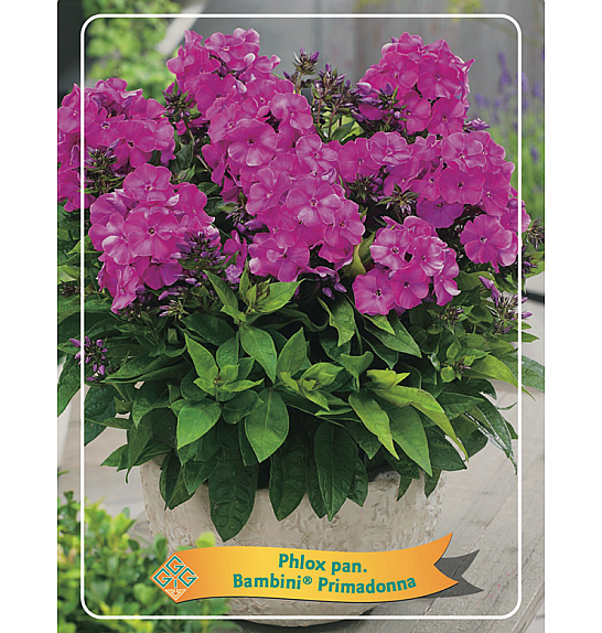 Phlox paniculata Bambini ® Primadonna Ø11