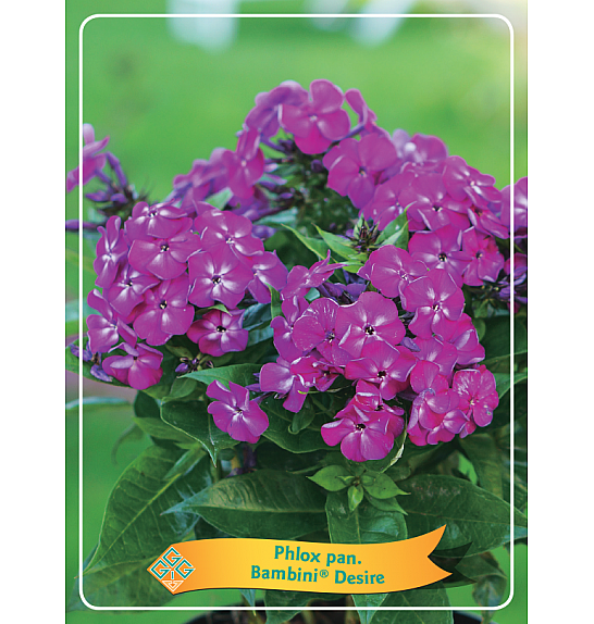 Phlox paniculata Bambini ® Desire Ø11