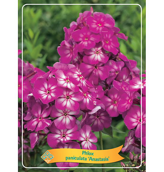 Phlox paniculata Anastasia Ø11