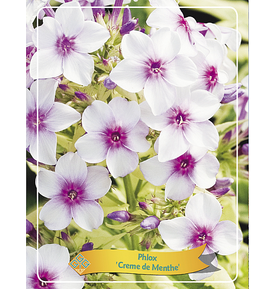 Phlox Creme de Menthe Ø11