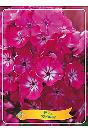 Phlox Christelle Ø11