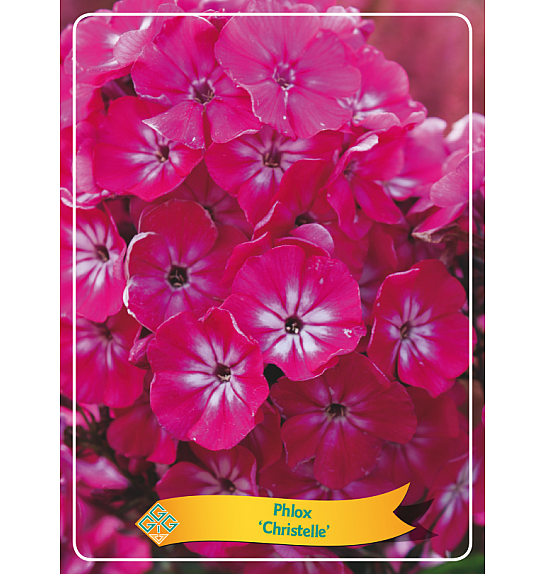 Phlox Christelle Ø11