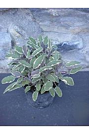 Salvia tricolor Ø14