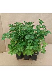 Peteršilj Caput/ Kultipak 48/6