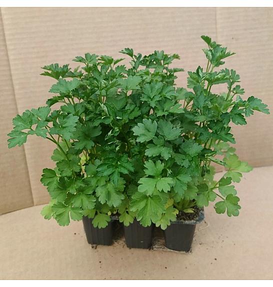 Peteršilj Caput/ Kultipak 48/6