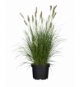 Pennisetum alop. Hameln C2 lit. 20-40 cm