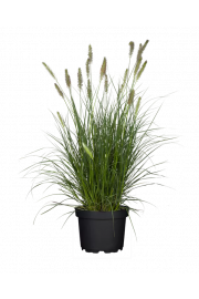 Pennisetum alop. Hameln C2 lit. 20-40 cm