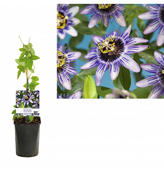 Passiflora Damsel's Delight C1 Lit. 20-30 cm