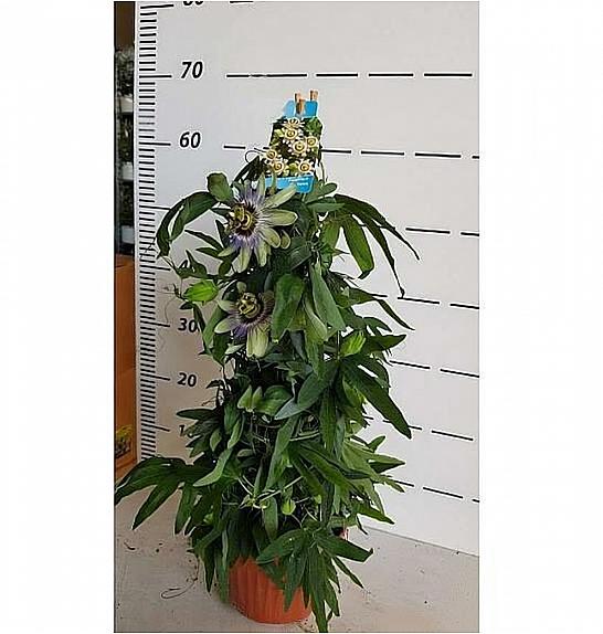 Passiflora incarnata Ø16 piramida