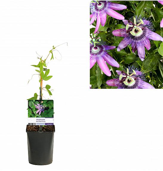 Passiflora Betty Miles Young C1 Lit. 20-30 cm