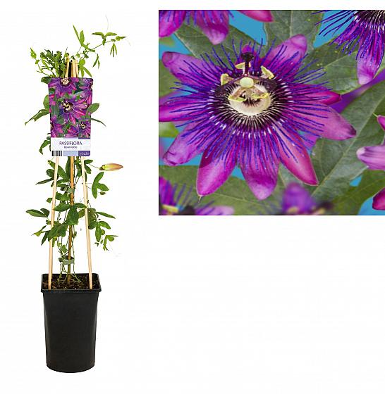 Passiflora Beervelde C2,5 Lit. 40-60 cm