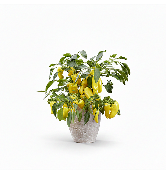 Paprika from Heaven Sweet Yellow Ø10,5