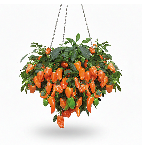 Paprika from Heaven Orange Ø10,5