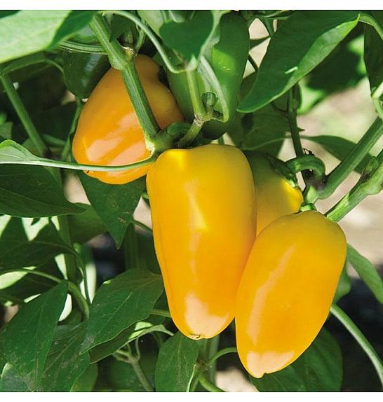 Paprika Snackly Yellow Ø10,5