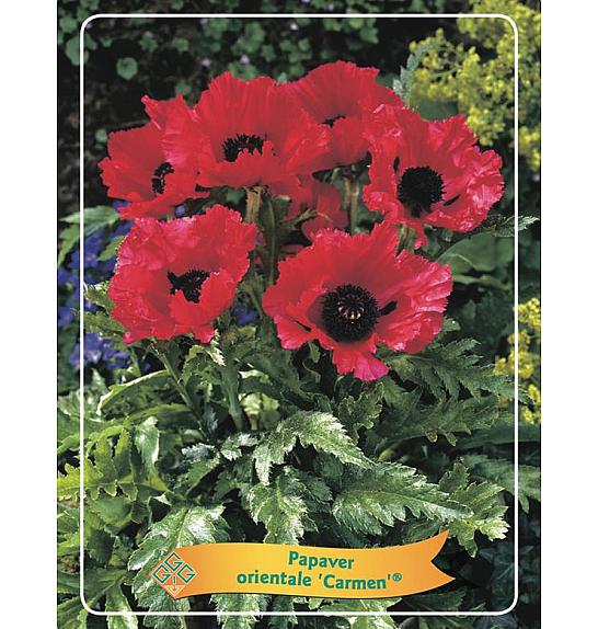 Papaver orientale Carmen® Ø11