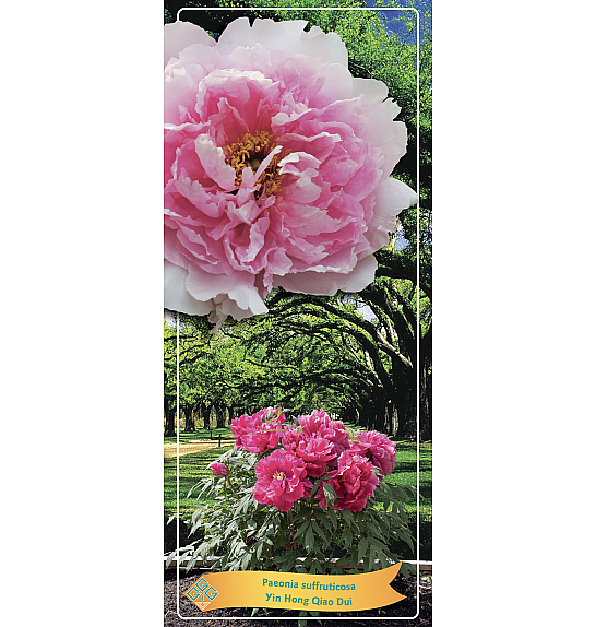 Paeonia suffruticosa Yin Hong Qiao Dui Ø12