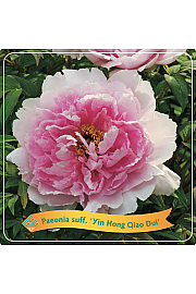 Paeonia suffruticosa Yin Hong Qiao Dui C5 Lit.