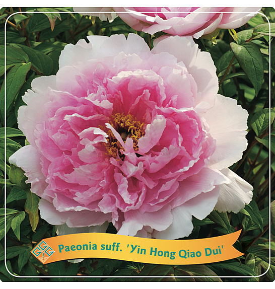 Paeonia suffruticosa Yin Hong Qiao Dui C5 Lit.