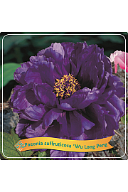 Paeonia suffruticosa Wu Long Peng Sheng C5 Lit.