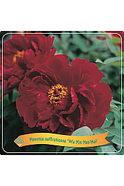 Paeonia suffruticosa Wu Jin Yao Hui C5 Lit.