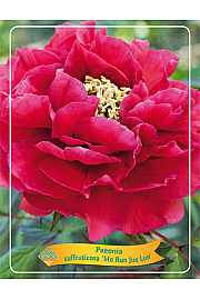 Paeonia suffruticosa Mo Run Jue Lun Ø12