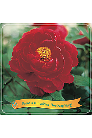 Paeonia suffruticosa Luo Yang Hong C5 Lit.