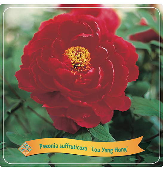 Paeonia suffruticosa Luo Yang Hong C5 Lit.