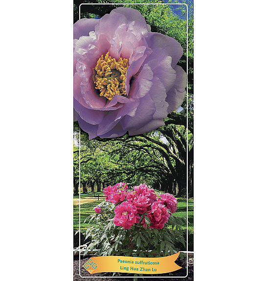 Paeonia suffruticosa Ling Hua Zhan Lu Ø12