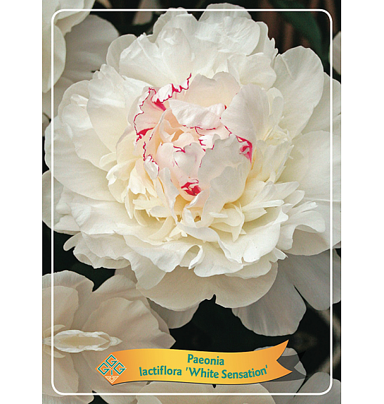 Paeonia lactiflora White Sensation Ø11