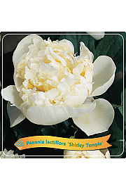 Paeonia lactiflora Shirley Temple C5 Lit.