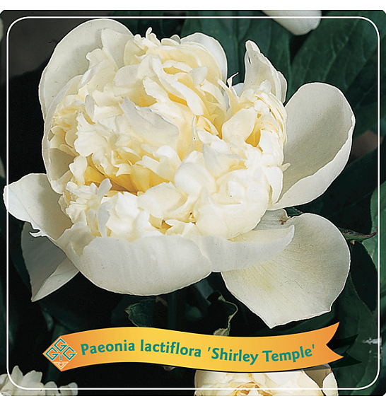 Paeonia lactiflora Shirley Temple C5 Lit.