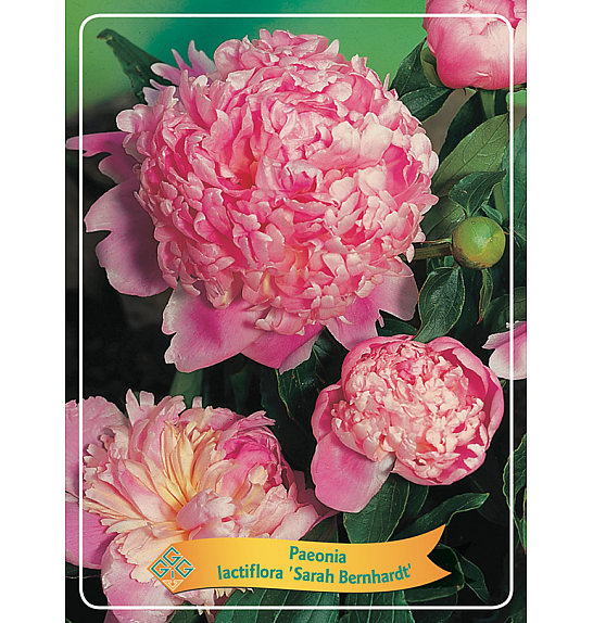 Paeonia lactiflora Sarah Bernhardt Ø11
