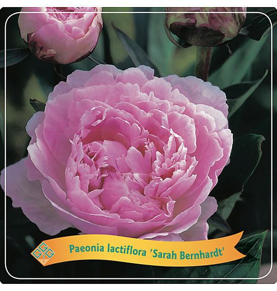 Paeonia lactiflora Sarah Bernhardt C5 Lit.