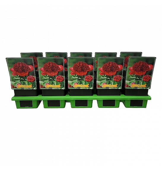 Paeonia lactiflora Red Charm Ø11
