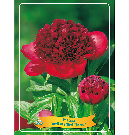 Paeonia lactiflora Red Charm Ø11