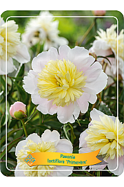 Paeonia lactiflora Primevèra Ø11