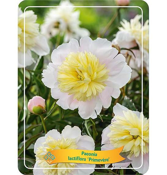 Paeonia lactiflora Primevèra Ø11