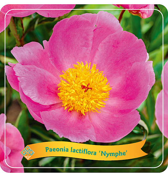 Paeonia lactiflora Nymphe C5 Lit.