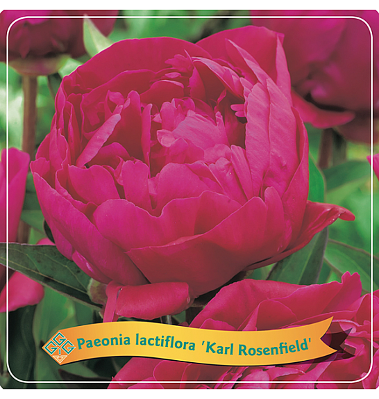 Paeonia lactiflora Karl Rosenfield C5 Lit.