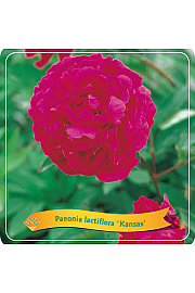 Paeonia lactiflora Kansas C5 Lit.