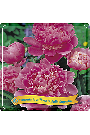 Paeonia lactiflora Edulis Superba C5 Lit.