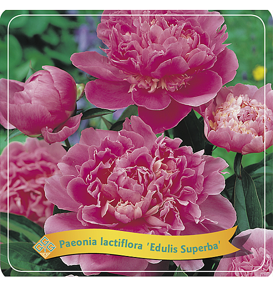 Paeonia lactiflora Edulis Superba C5 Lit.