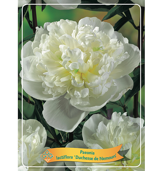 Paeonia lactiflora Duchesse de Nemours Ø11