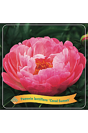 Paeonia lactiflora Coral Sunset C5 Lit.