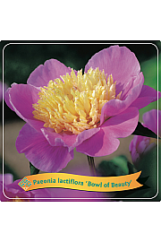 Paeonia lactiflora Bowl of Beauty C5 Lit.