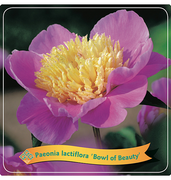 Paeonia lactiflora Bowl of Beauty C5 Lit.