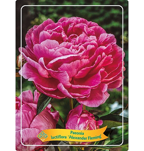 Paeonia lactiflora Alexander Flemming Ø11